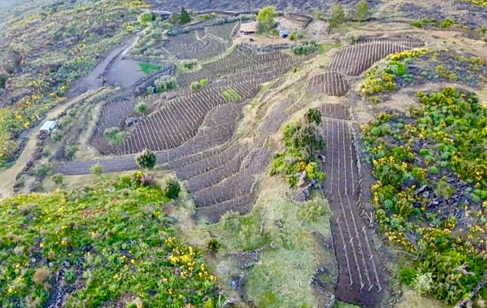 Aerial view of Tenuta Baiamonte vineyard